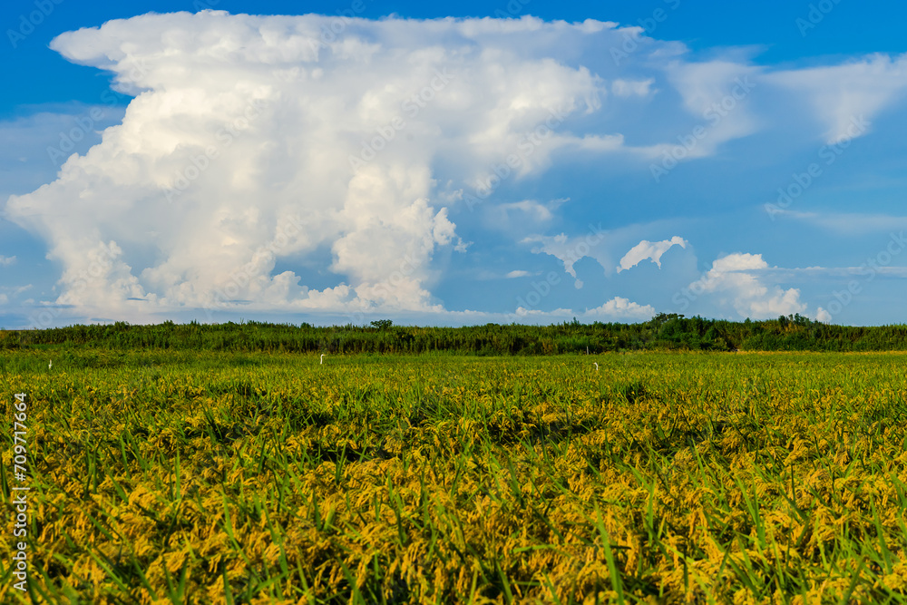 白い雲が湧く空の下に稲育つ黄色い田20230826-2