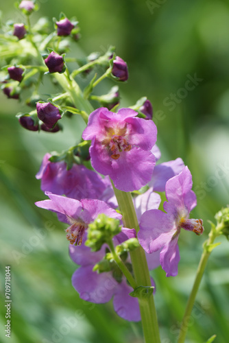 紫色の花のクローズアップ 自然 外