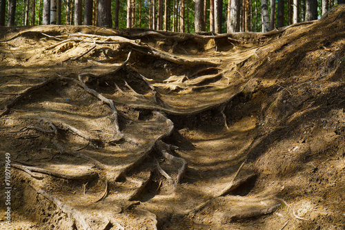 Pine forest background. Pine tree roots, close up. Nature concept. Pine with a bare root system in a sand pit. Tree root system looks out. Ecological problem. Environmental conservation concept photo