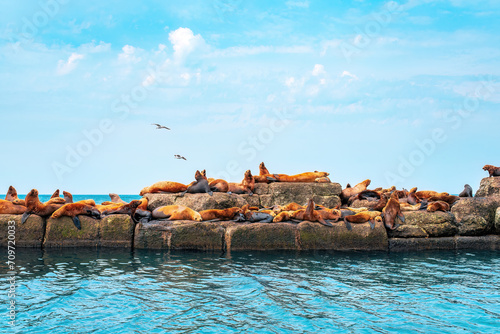 The rookery of Steller sea lions. Group of northern sea lions sunbathing on a breakwater in the sea. Nevelsk city, Sakhalin Island photo