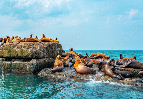 The rookery of Steller sea lions. Group of northern sea lions sunbathing on a breakwater in the sea. Nevelsk city, Sakhalin Island photo