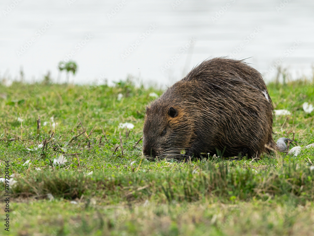 A nutria walking near water and looking for food A nutria walking near water and looking for food