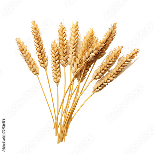 Wheat ears on a transparent background PNG