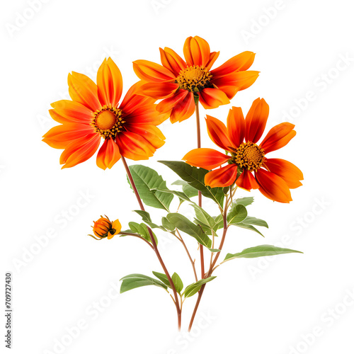 Orange flowers on transparent background PNG
