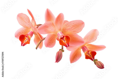 Gleaming Salmon Orchid Flower Isolated On Transparent Background