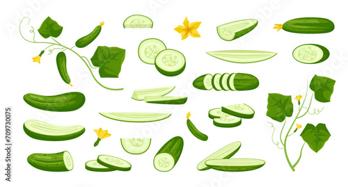 cucumbers. agriculture vegetarian harvest green vegetables, cartoon vegetable vegan plants collection, organic natural nutrition. vector cartoon items set.