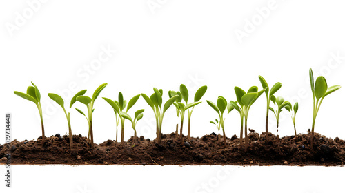plant Realistic images on transparent background PNG.