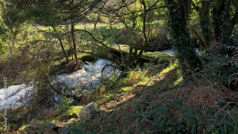 Whispering Woods: The Rushing River Through the Forest Whispering Woods: The Rushing River Through the Forest