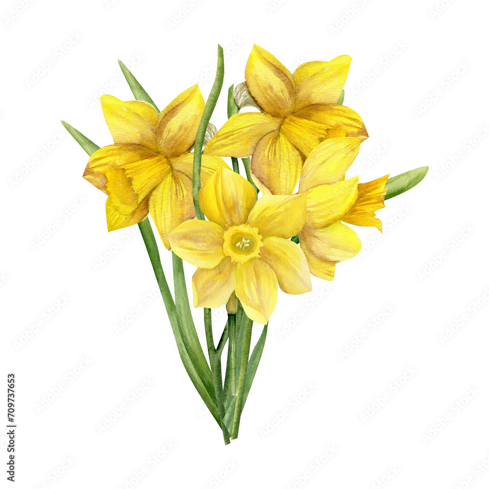 Obraz premium Watercolor yellow spring flowers daffodils with green leaves. Hand drawn floral illustration, garden wild flowers for greeting card, label, logo design. Sunny bouquet clipart