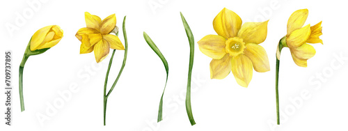 Watercolor yellow spring flowers daffodils with green leaves set. Narcissuses set of flowers in different blooming phases . Hand drawn floral illustration, garden wild flowers for greeting card, label photo