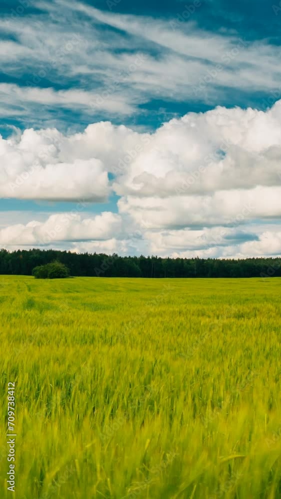 vertical Hyperlapse Concept Of Abundance Of Crops. Beautiful Rural Landscape. Fast Transition From Young Sprout Wheat To Harvest. Agricultural And Weather Forecast Concept. Time Lapse, Timelapse, Time vertical Hyperlapse Concept Of Abundance Of Crops. Beautiful Rural Landscape. Fast Transition From Young Sprout Wheat To Harvest. Agricultural And Weather Forecast Concept. Time Lapse, Timelapse, Time