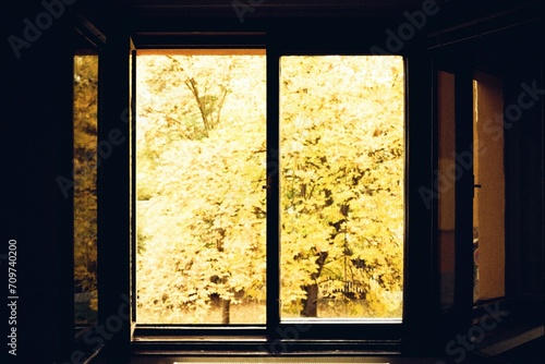 autumn behind window in Chomutov  18. October 2023 on analogue photography - blurriness and noise of scanned 35mm film were intentionally left in image
