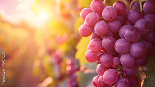Red grapes in a vinyard close-up during sunset 