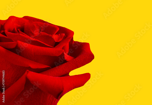 Rosa roja en primer plano sobre un fondo amarillo intenso. Concepto del Día de Cataluña
