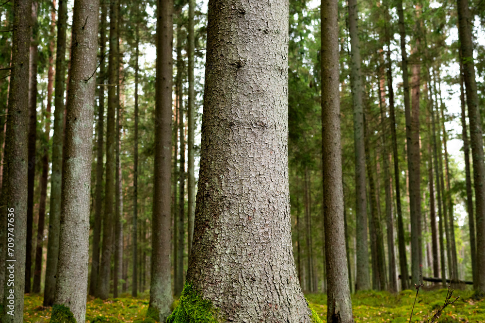 Fototapeta premium Tranquil Landscape with a Green Forest Grove and Old-Growth Trees