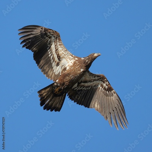 Juvenile Bald Eagle in Flight Paynes Prairie Gainesville Florida