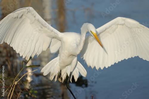 One Legged Wonder, Great Egret Overcoming Odds and Adversity photo