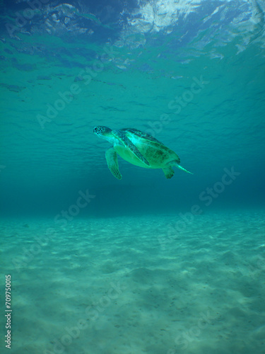 a green sea turtle swimming in the caribbean sea