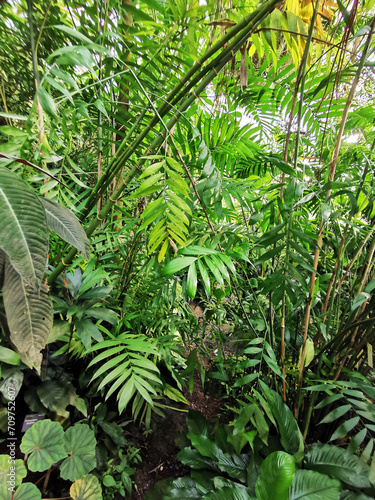 tropical green jungle