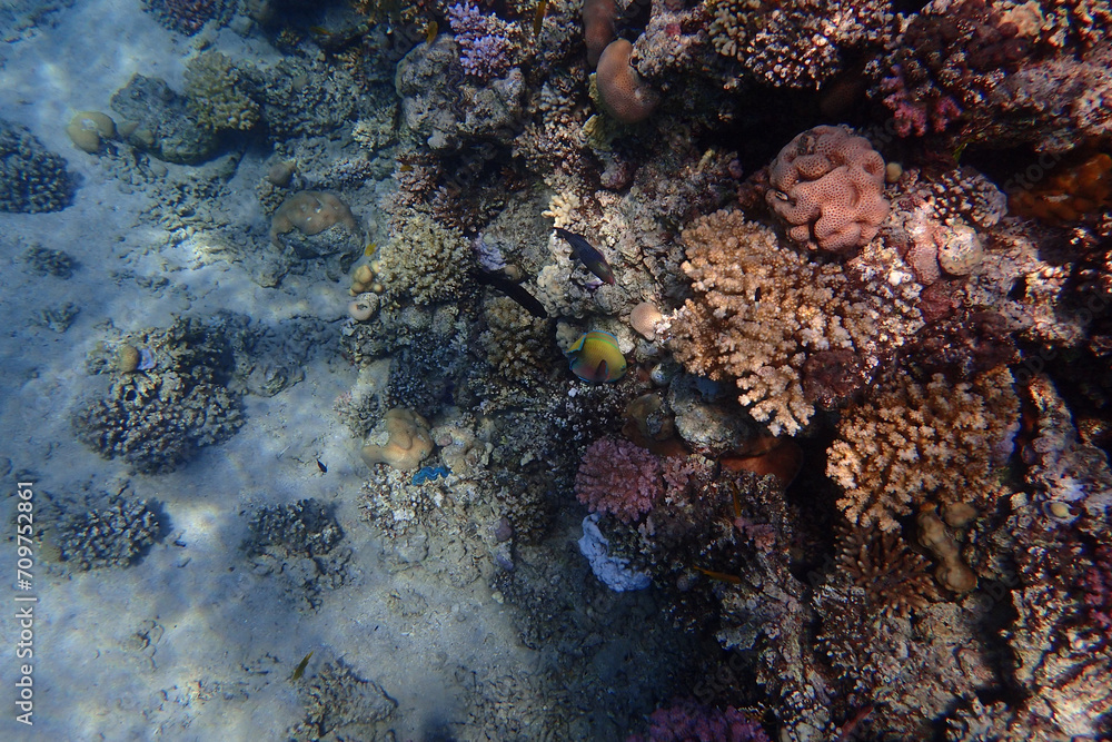 coral reef in the Red Sea coral reef in the Red Sea