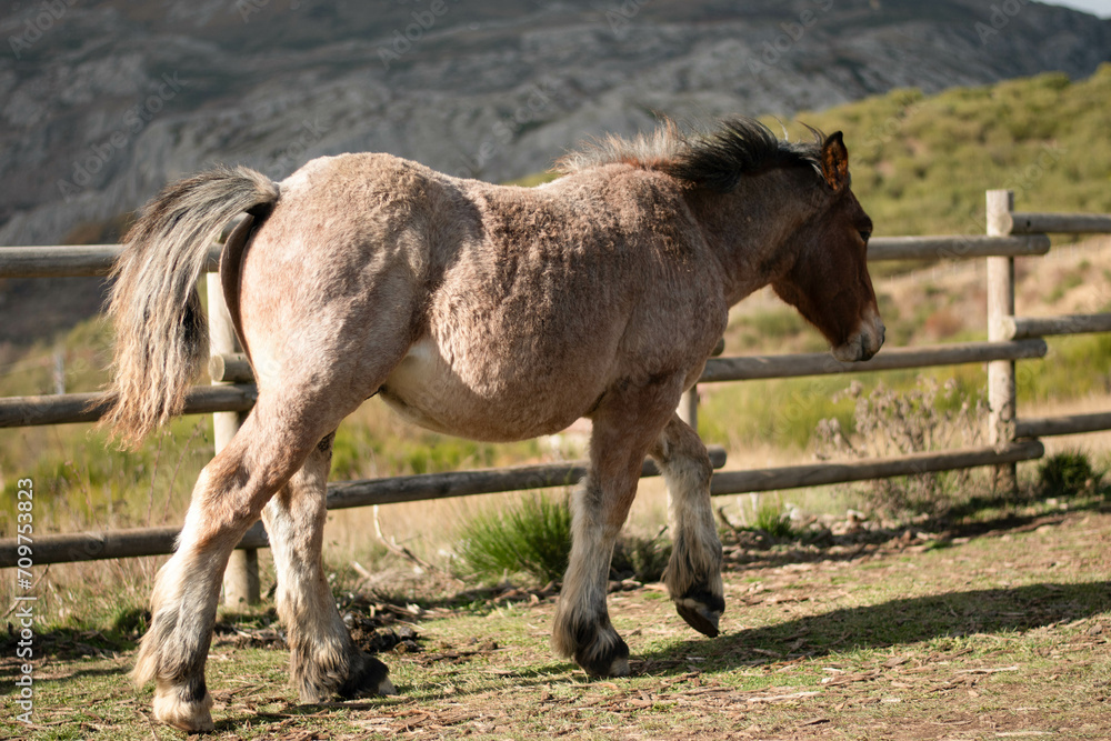 Obraz premium Horse in Asturias