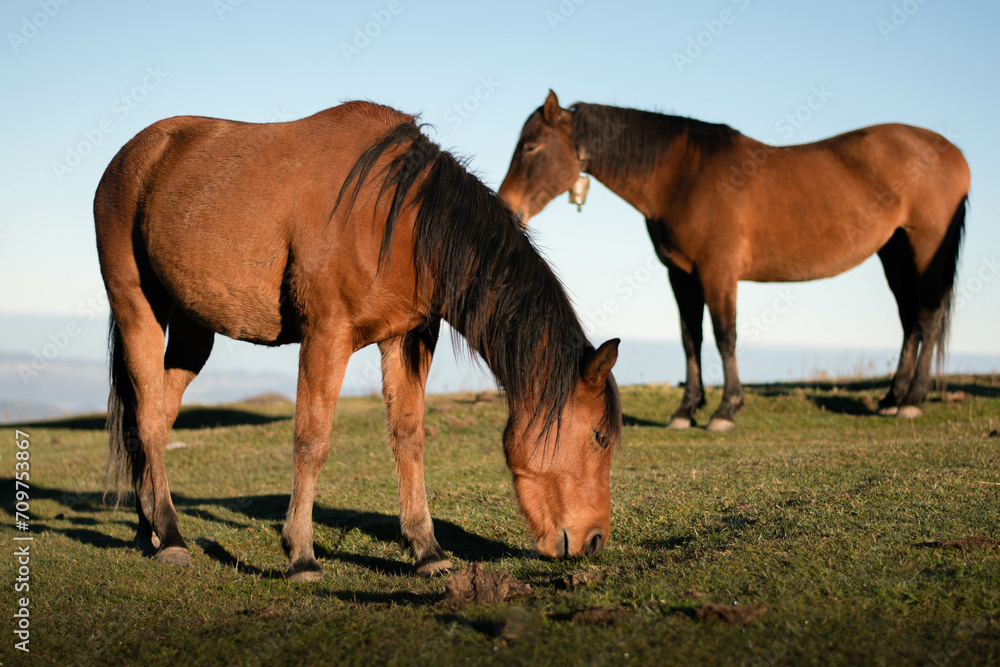 Horses in a landscape Horses in a landscape