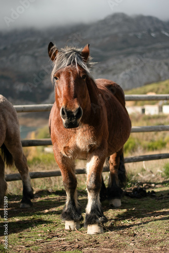 Horse in Asturias