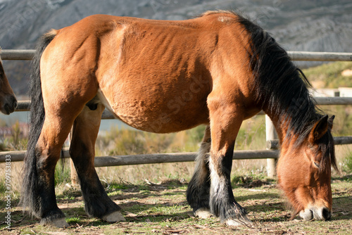 Brown horse in Asturias