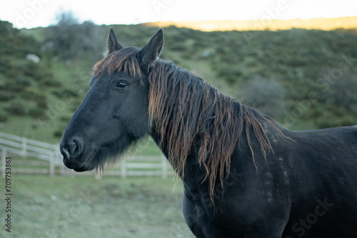 A horse looking