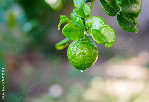 Fresh bergamot fruit  on bergamot tree