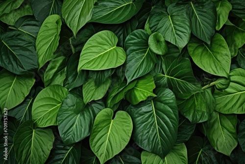 The photo depicts a close-up view of green leaves. The leaves are of various shapes and sizes, some of them have serrated edges.
