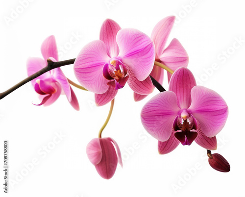 Branch of blooming orchid isolated on white background