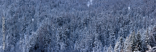 image panoramique d'un magnifique paysage de montagne. La forêt de sapins et de conifères est recouverte de neige. Image graphique pouvant servir d'arrière plan
