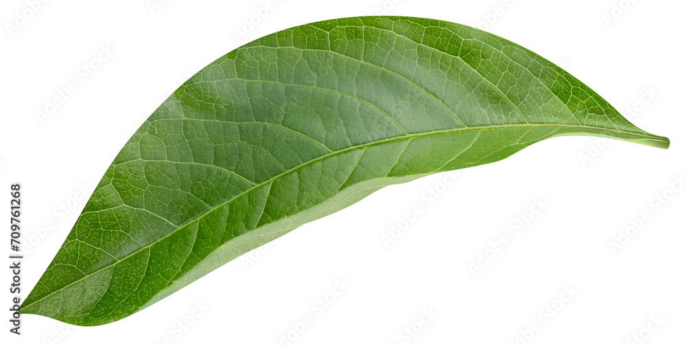 Obraz premium Mango leaf isolated on white background