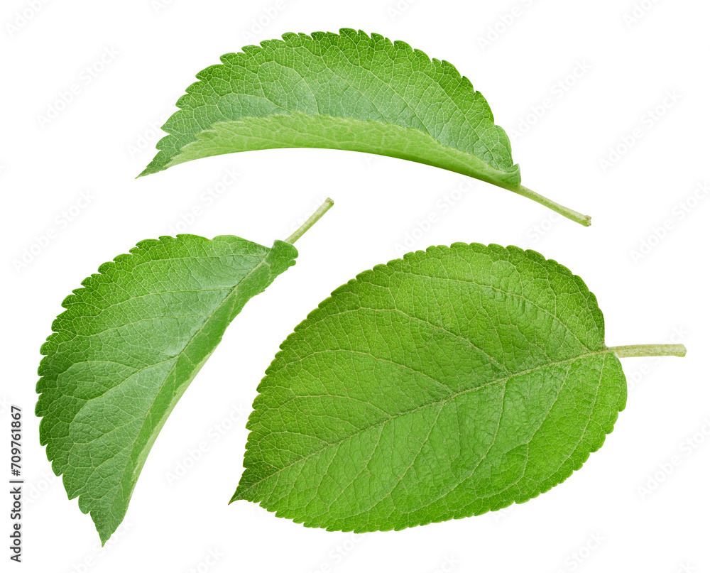 Fototapeta premium Fresh apple leaf isolated on white background