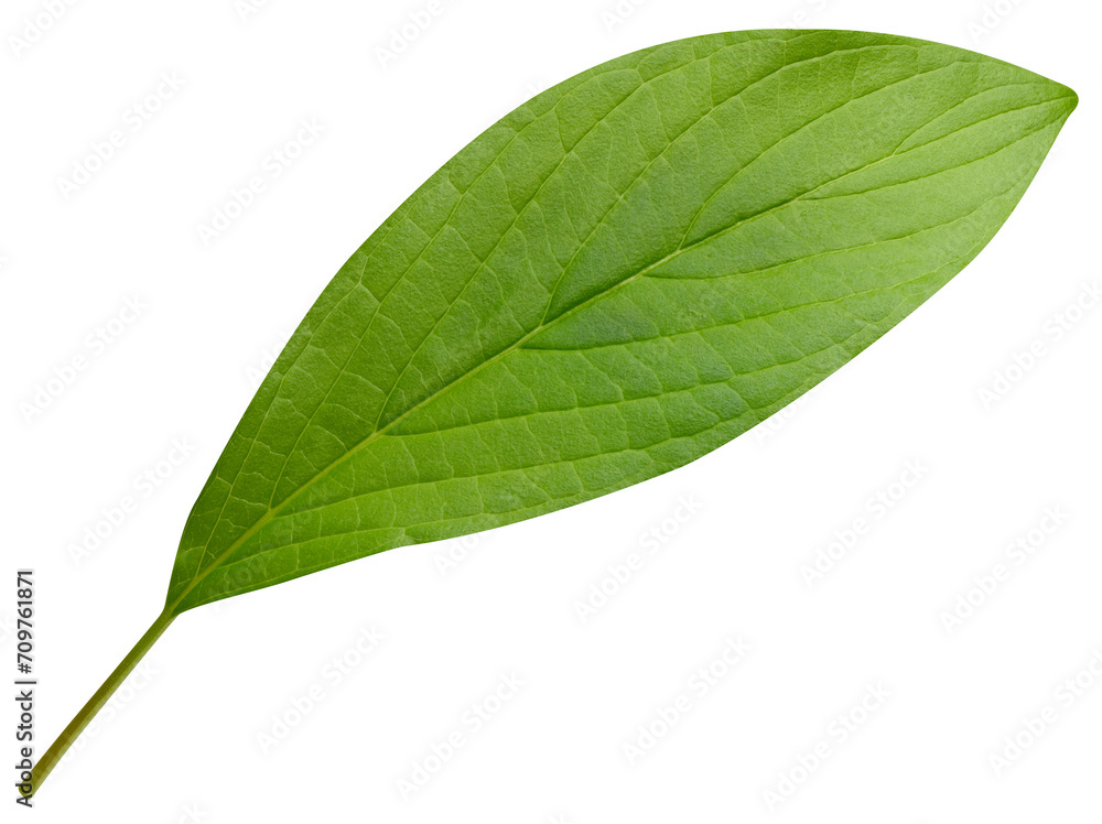 Obraz premium Mango leaf isolated on white background