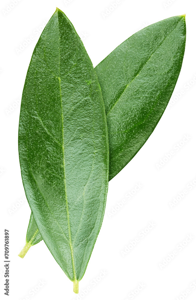 Obraz premium Olive leaf isolated on white background