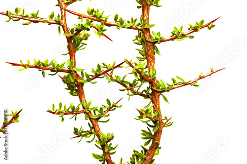 Piquillin, Leaves and thorns endemic vegetals in the Pampas forest, Patagonia, Argentina photo