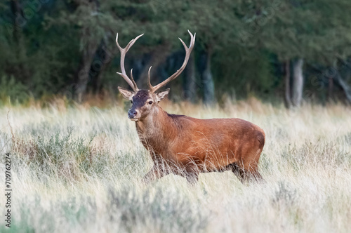 Red deer in Calden Forest environment  La Pampa  Argentina  Parque Luro  Nature Reserve