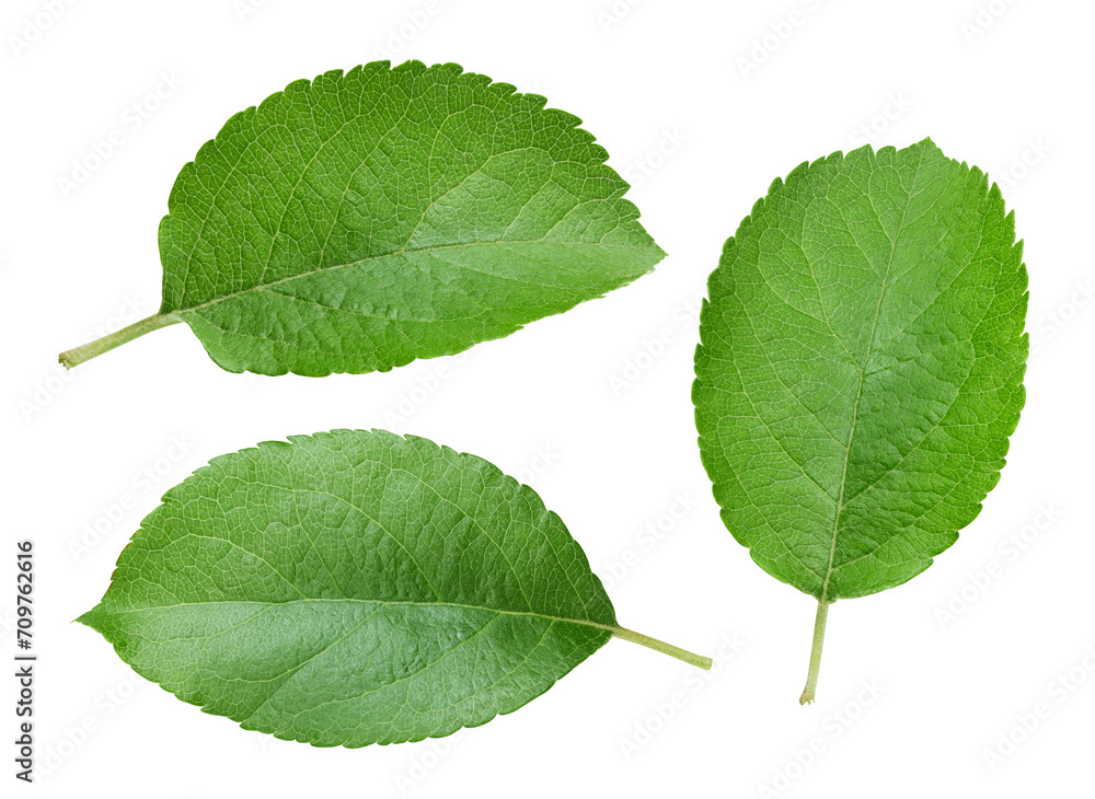 Fototapeta premium Fresh apple leaf isolated on white background