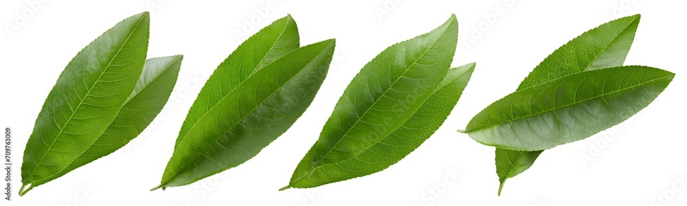 Obraz premium Peach leaf isolated on white background