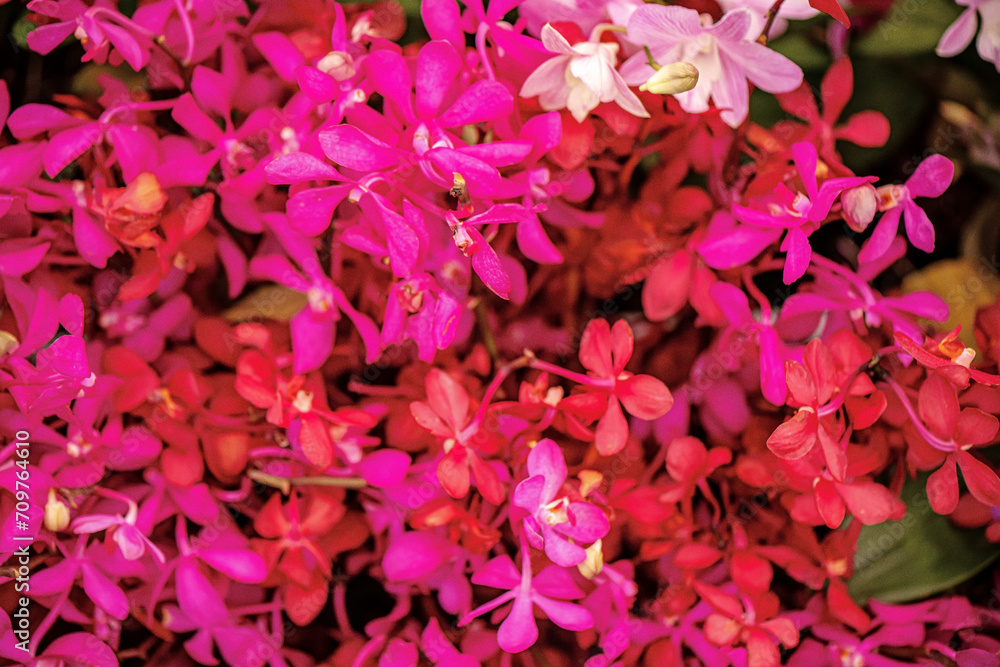 Plant and flowers in the park at Chatuchak in Bangkok city, Thailand.