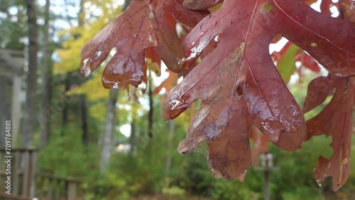 gefärbte Blätter im Herbst