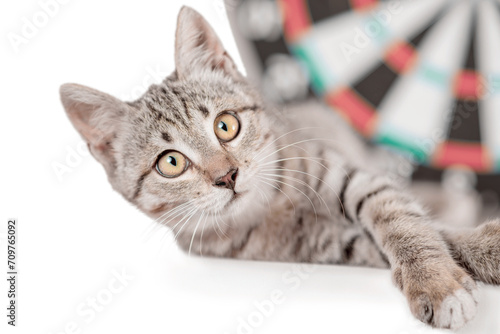 cross-eyed tabby kitten next to darts photo