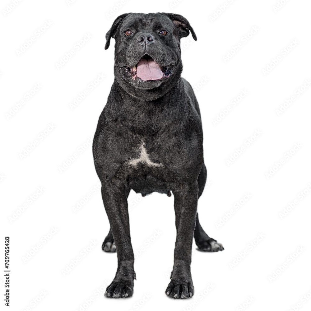 one cane corso dog isolated on white background one cane corso dog isolated on white background