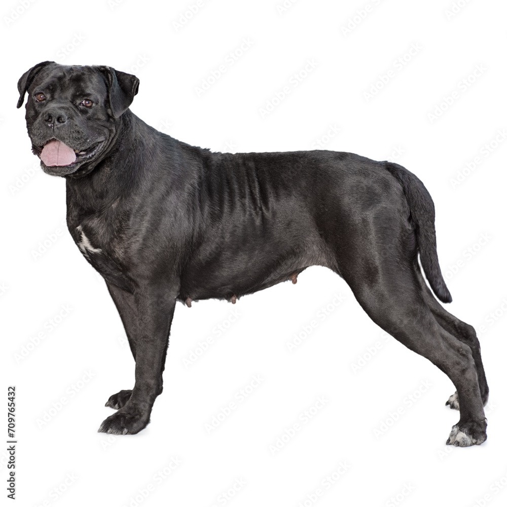 one cane corso dog isolated on white background