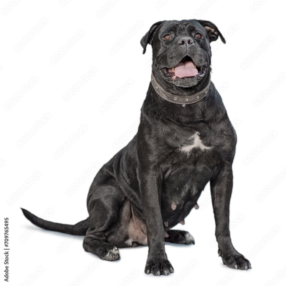 one cane corso dog isolated on white background one cane corso dog isolated on white background