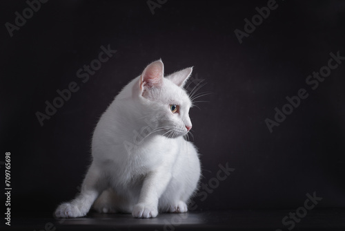 white cat sitting on a black background