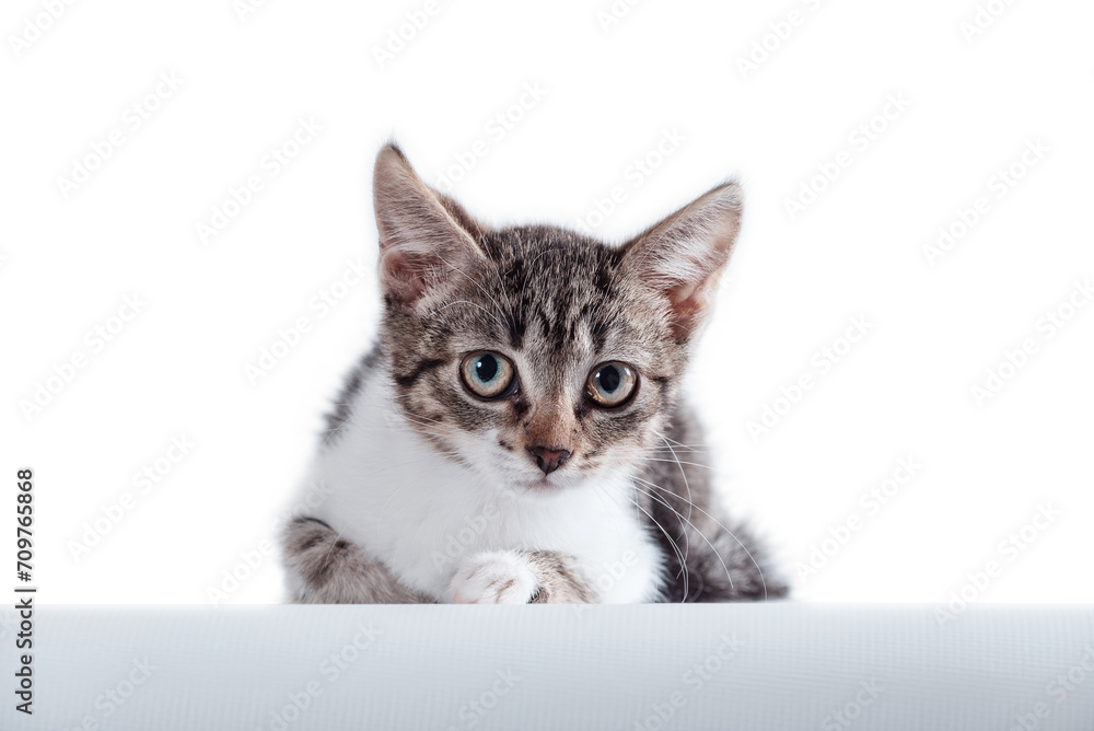 kitten tabby looking attentively on a white background