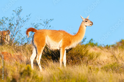 Guanacos in Lihue Calel National Park, La Pampa, Patagonia, Argentina.